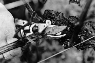 Schere schneidet Weinrebe